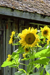 sunflower, flower, yellow, nature, summer, blossom, plant