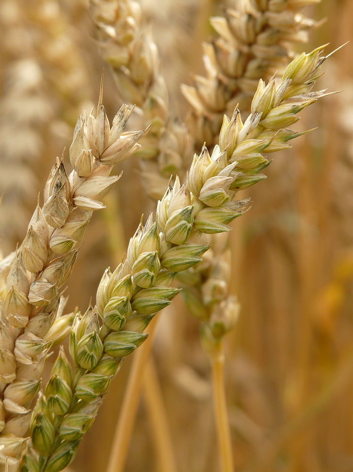 Spike, pšenica, obilniny, zrno, pole, pšeničné polia, kukuričnom poli