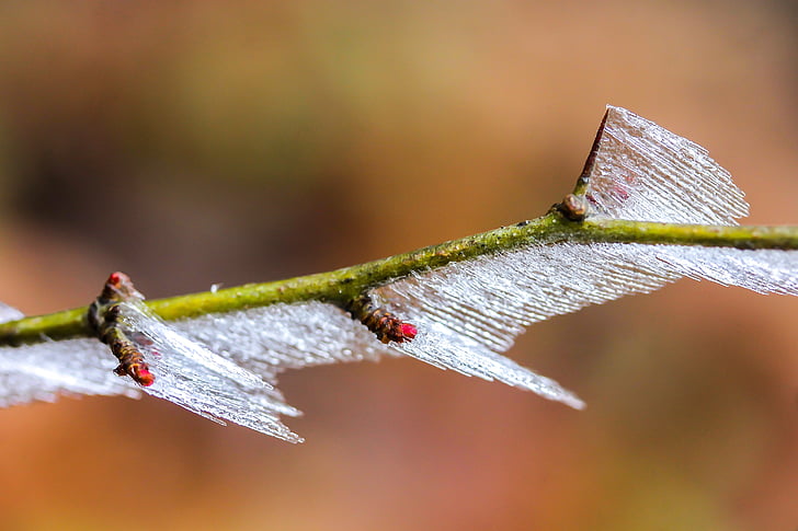 Frosty ramos, broto, gelo, frio, Inverno, natureza, geada
