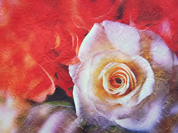 Rose, vrtnice slikarstvo, bele vrtnice, vrtnice cvet, cvet, cvet, bela