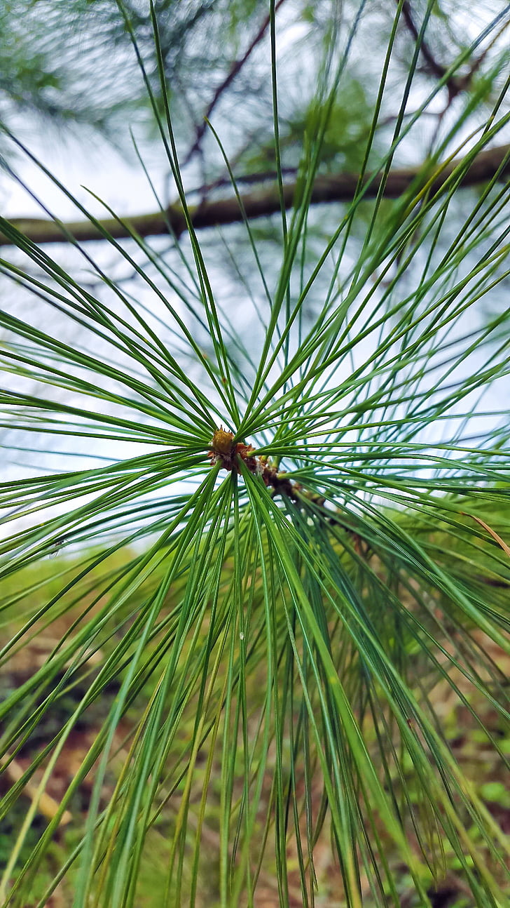 conifer, needles, pine, tree, nature, branch, macro