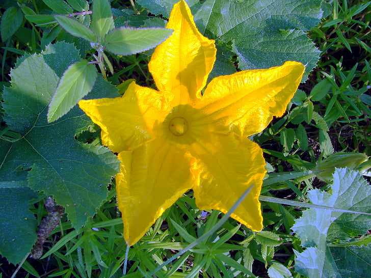 abóbora, flor, amarelo, Cucurbita, Cucurbitaceae, videira, jardim