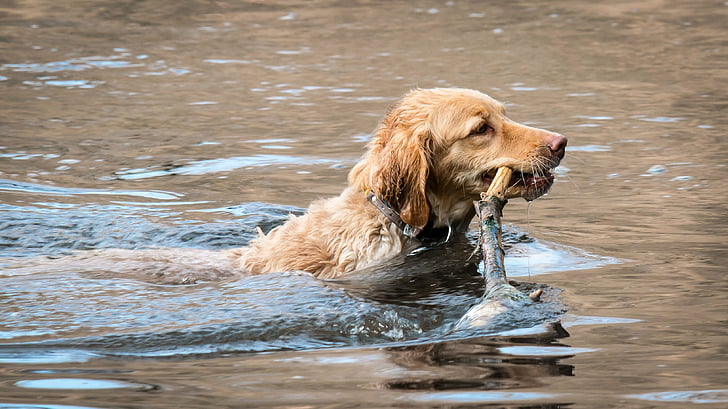 Golden retriever, mengambil, Danau, Bermain, anjing, air, menyenangkan