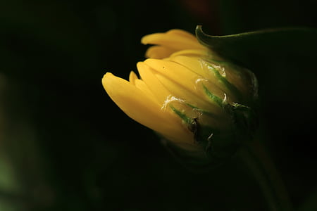 λουλούδι, το καλοκαίρι, μακροεντολή, Κίτρινο, ο οφθαλμός, χλωρίδα, άνθιση