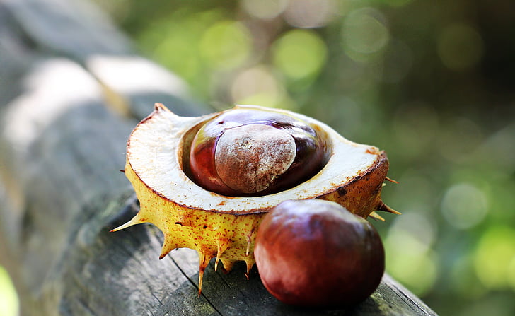 Chestnut, efterår, Spur, åbne, Åbn kastanje, Shell, brun