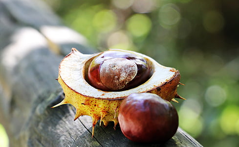 chestnut, autumn, spur, open, open chestnut, shell, brown