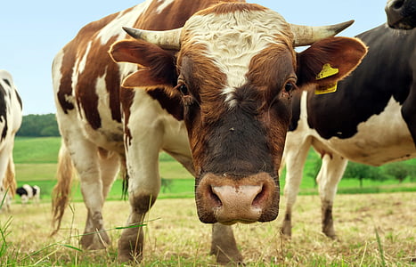 牛肉, 动物, 公牛, 棕白色, 脸上, 牧场, 母牛
