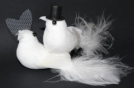 wedding doves, pigeons, wedding, marry, bride and groom, love, marriage