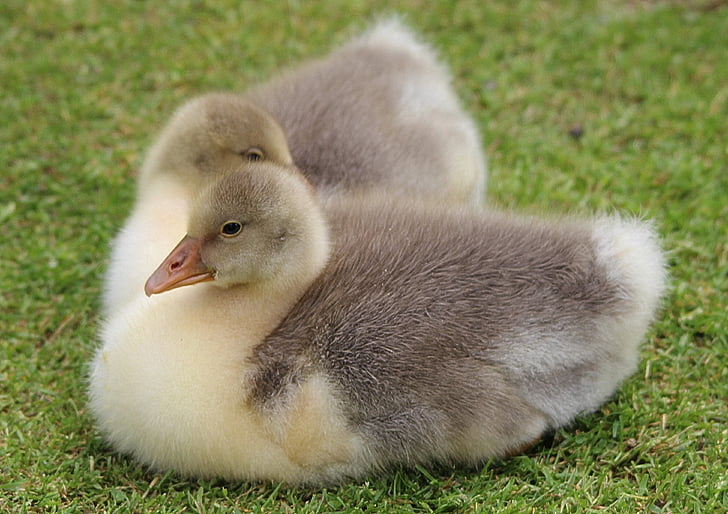goslings, chicks, birds, animals, young bird, small, nature