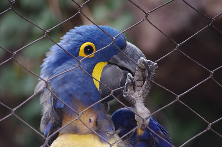 papiga, u kavezu, kavez, ptica, plava, Zoološki vrt, Philadelphia