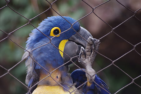 perroquet, avec cage, cage, oiseau, bleu, Zoo, Philadelphia