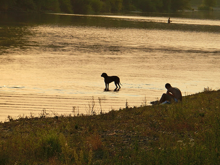 kutya, folyó, víz, lemenő nap utolsó sugarai, ember, hangulat, abendstimmung
