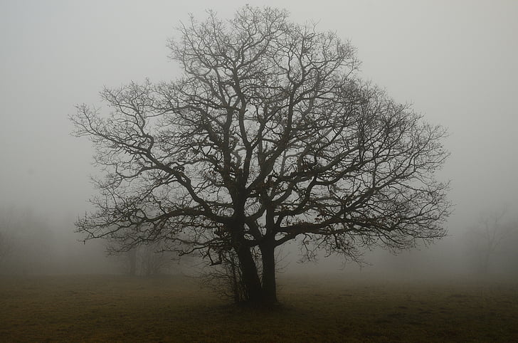drvo, grane, magla, samoća, hlad, zemlja, jesen