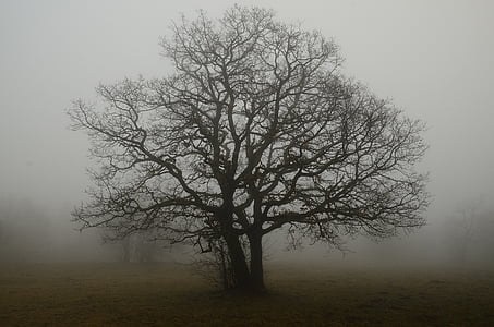 copac, sucursale, ceaţă, singurătate, umbra, pământ, toamna