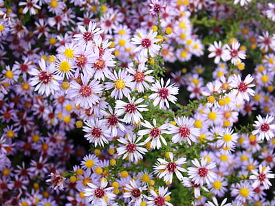 Hoa, Sân vườn, màu tím