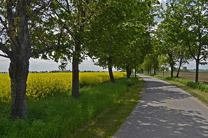 avenue, oilseed rape, trees, road, fields, spring, blossom