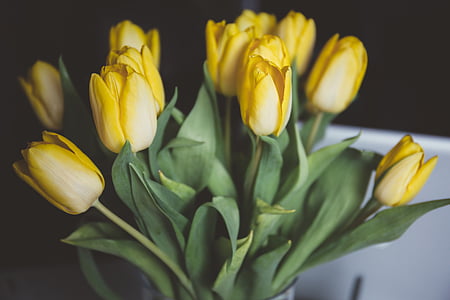 żółty, tulipany, kwiat, kwiaty, wiosna żółty, kwiat kwiat, bukiet kwiatów