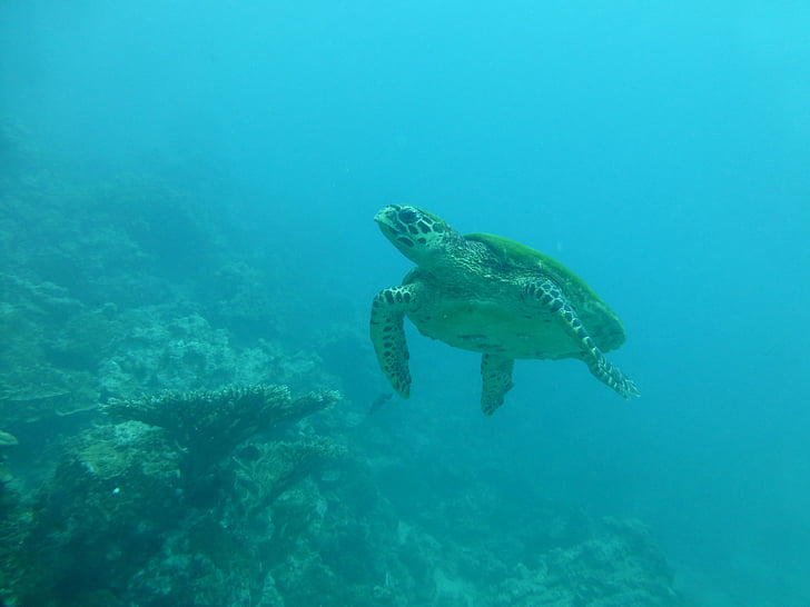 거북, 바다, 블루, 다이빙