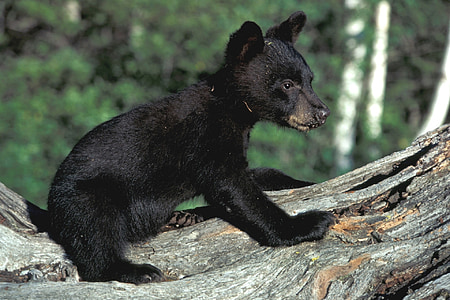 medved, cub, črna, prosto živeče živali, živali, narave, srčkano