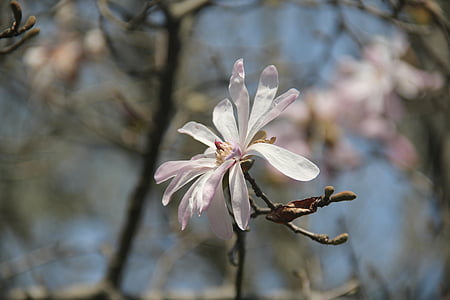 star flower magnolia, spring, flowers, nature, flower, tree, plant