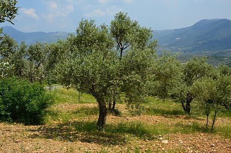 olive, albero di ulivo, oliva rivista, natura, albero, montagna, agricoltura