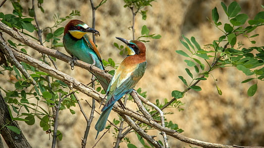 european bee-eater, bird, birds, wildlife, merops apiaster, beak, sitting