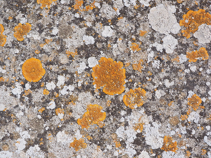 stone, weave, orange, ordinary gelbflechte, xanthoria parietina, leaf shaped lichen, broad lobed leaf braid