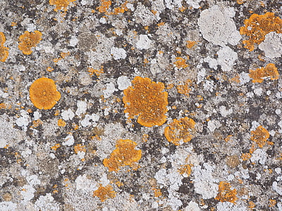 pietra, tessere, arancio, gelbflechte ordinaria, Xanthoria parietina, foglia a forma di lichene, treccia di foglia larga Lobato