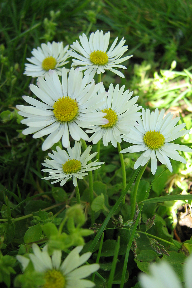 Daisy, natur, hvid