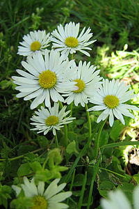 daisy, nature, white