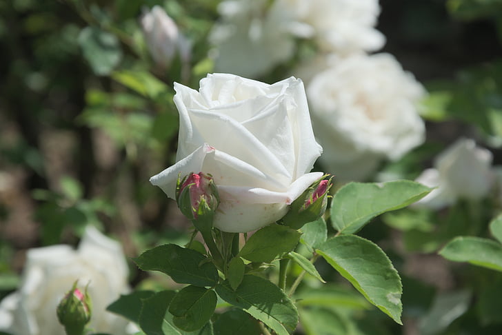 Rose, blanc, floraison rose, fleur