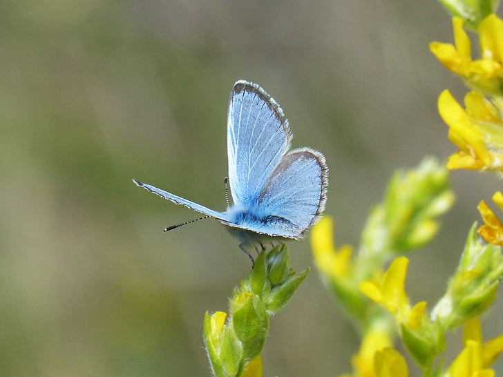 Pseudophilotes panoptes, blå butterfly, sommerfugl, lepidopteran, blaveta af farigola, et dyr, insekt