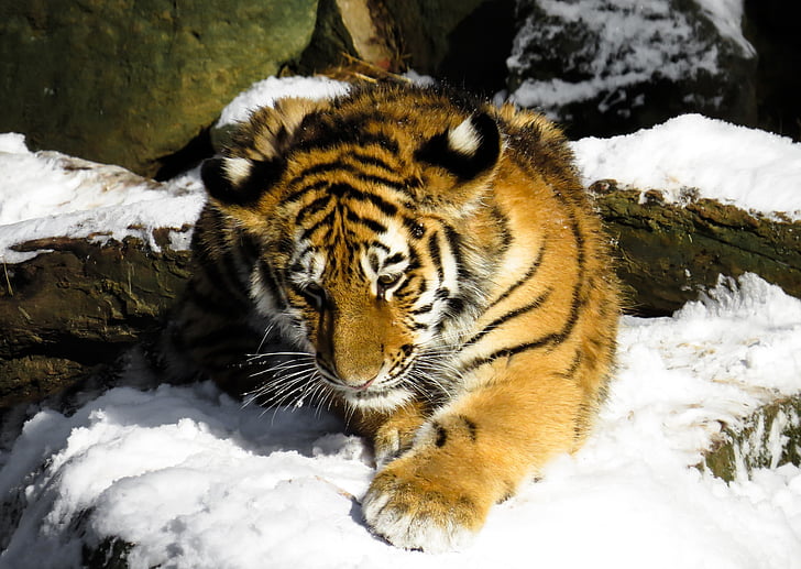 Tigre, filhote de tigre, gato, animal jovem, Nuremberg, selvagem, Inverno
