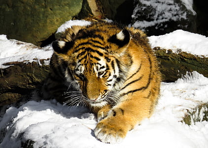 Tigre, cub tigre, chat, jeune animal, Nuremberg, sauvage, hiver