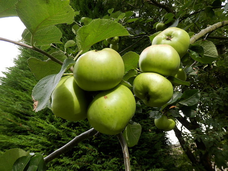 แอปเปิ้ล, ต้นไม้, ต้นไม้แอปเปิ้ล, ธรรมชาติ, สีเขียว, ผลไม้, อาหาร