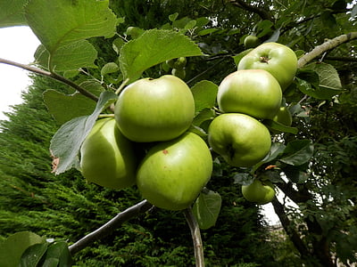 jablka, strom, jabloň, Příroda, zelená, ovoce, jídlo