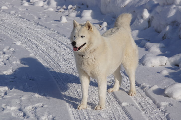 Husky, montaña, invierno, Saboya, nieve, naturaleza, perro