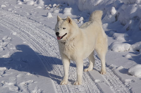 Husky, Mountain, vinter, Savoie, snö, naturen, hund