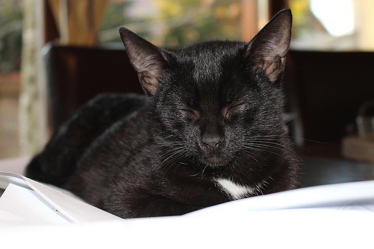 noir, chaton, chat, sommeil, animaux de compagnie, chat domestique, chat noir