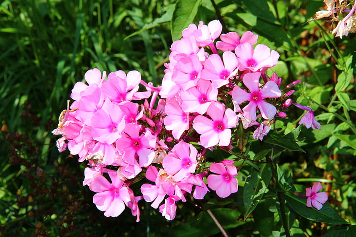 květiny, podzim, zahrada, květ, Bloom, růžová