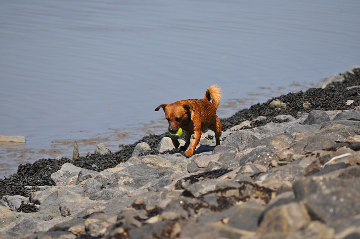 dog, water, sea, dog training, north sea, tennis ball, bank