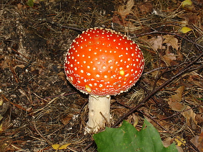真菌, 自然, 秋天, 飞木耳蘑菇, 森林, 蘑菇, 毒蕈