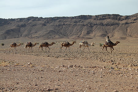 kameler, husvagn, öken, äventyr, naturen, dromedar, resa