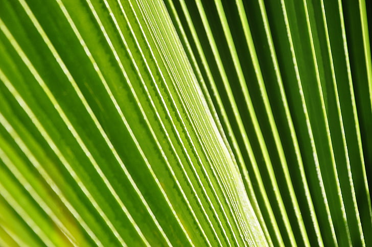 Palma, levél, növény, zöld, zöldség, természet