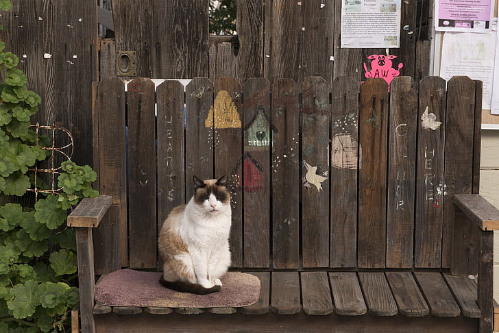 cat, bench, feline, looking, cute, sitting, outdoors