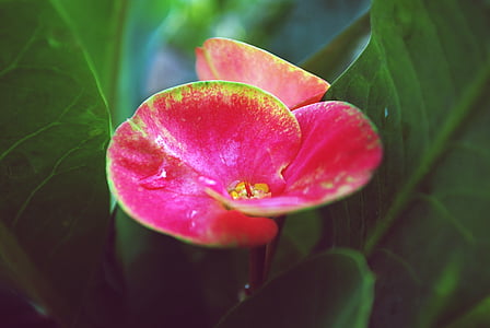 frumos, Vezi Close-up, natura, roz, graniţa cu roz si galben, frunze, creşterea