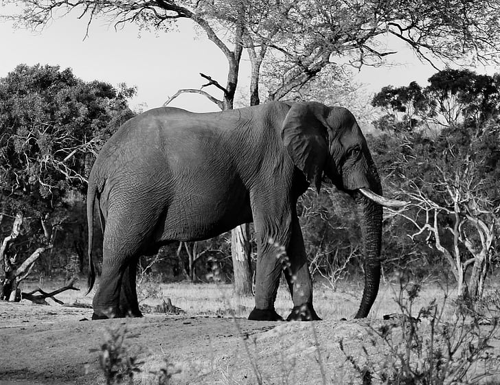 dyr, elefant, Safari, Savanna, Tusk, Wildlife, et dyr