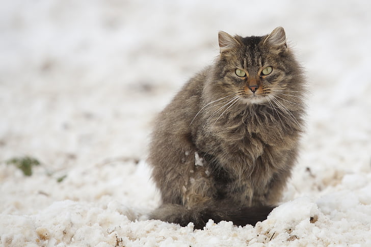 gatto, Tomcat, neve, bianco, grigio, gatto domestico, animali domestici