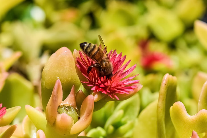 oplodnění, včela, květ, růžová, jaro, Příroda, hmyz