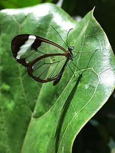 vlinder, natuur, vleugel